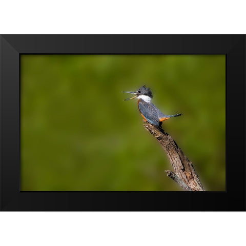 Ringed Kingfisher-Megaceryle torquata-male Black Modern Wood Framed Art Print by Ditto, Larry