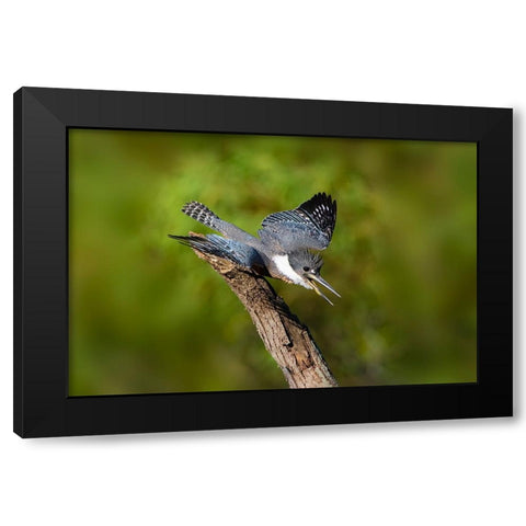 Ringed Kingfisher-Megaceryle torquata-male Black Modern Wood Framed Art Print by Ditto, Larry