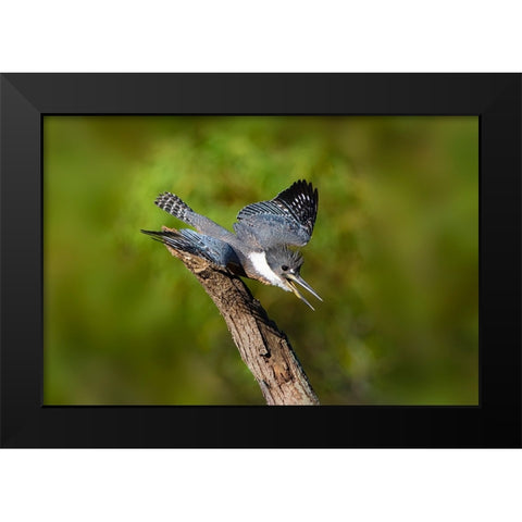 Ringed Kingfisher-Megaceryle torquata-male Black Modern Wood Framed Art Print by Ditto, Larry
