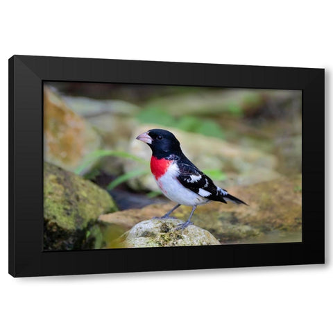 Rose-breasted Grosbeak-Pheucticus ludovicianus-perched Black Modern Wood Framed Art Print by Ditto, Larry