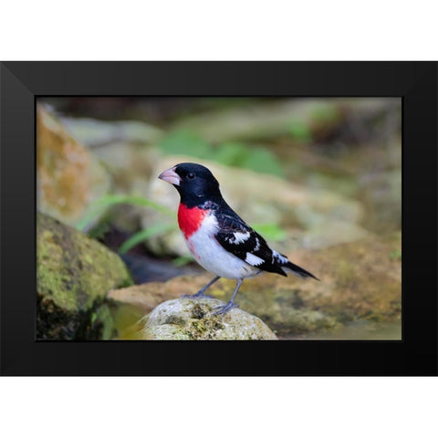 Rose-breasted Grosbeak-Pheucticus ludovicianus-perched Black Modern Wood Framed Art Print by Ditto, Larry