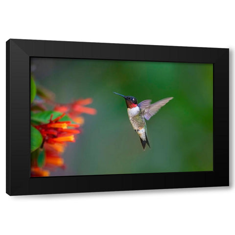 Ruby-throated Hummingbird-Archilochus colubris-flying Black Modern Wood Framed Art Print by Ditto, Larry