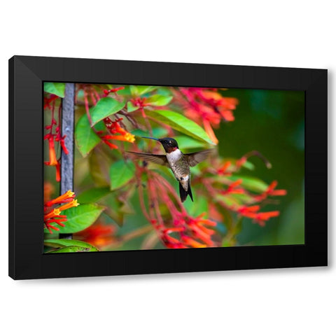 Ruby-throated Hummingbird-Archilochus colubris-hovering Black Modern Wood Framed Art Print by Ditto, Larry