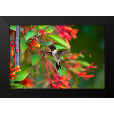 Ruby-throated Hummingbird-Archilochus colubris-hovering Black Modern Wood Framed Art Print by Ditto, Larry