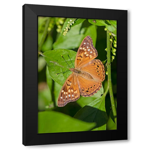 Tawny Emperor-Asterocampa clyton-sunning Black Modern Wood Framed Art Print by Ditto, Larry