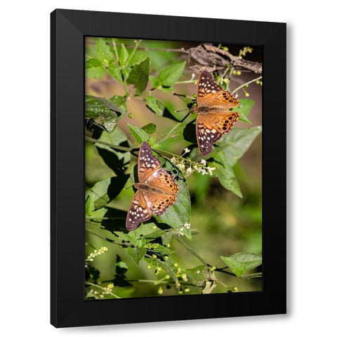 Tawny Emperor-Asterocampa clyton-sunning Black Modern Wood Framed Art Print by Ditto, Larry
