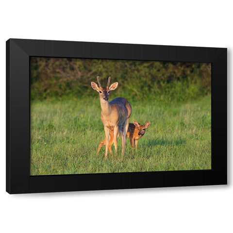 White-tailed Deer-Colinus virginianus-in grassy habitat Black Modern Wood Framed Art Print by Ditto, Larry