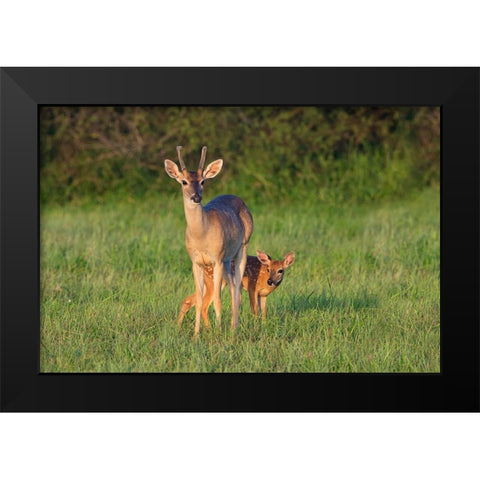 White-tailed Deer-Colinus virginianus-in grassy habitat Black Modern Wood Framed Art Print by Ditto, Larry