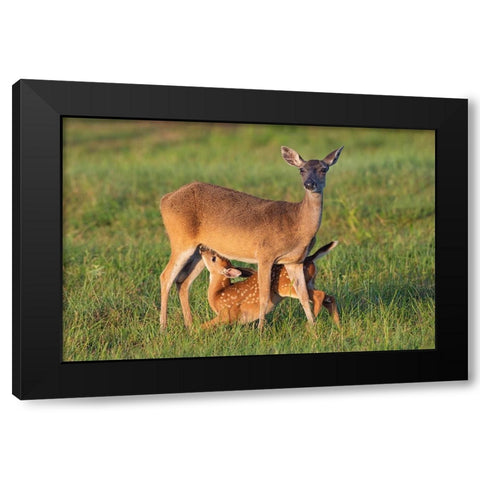 White-tailed Deer-Odocoileus virginianus-female with young Black Modern Wood Framed Art Print by Ditto, Larry