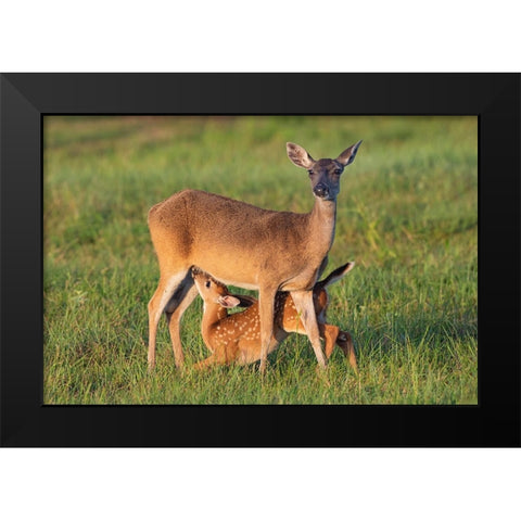 White-tailed Deer-Odocoileus virginianus-female with young Black Modern Wood Framed Art Print by Ditto, Larry