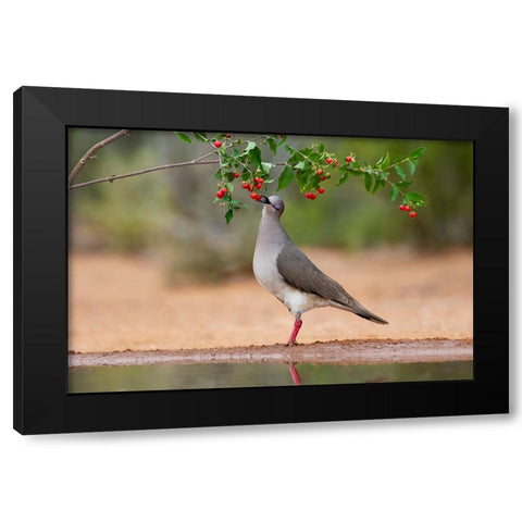 White-tipped Dove-Leptotila verreauxi-feeding on Manzanita fruits Black Modern Wood Framed Art Print with Double Matting by Ditto, Larry