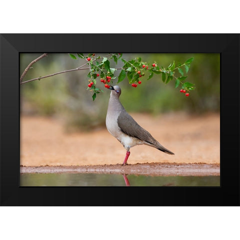White-tipped Dove-Leptotila verreauxi-feeding on Manzanita fruits Black Modern Wood Framed Art Print by Ditto, Larry