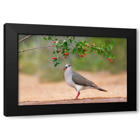 White-tipped Dove-Leptotila verreauxi-feeding on Manzanita fruits Black Modern Wood Framed Art Print with Double Matting by Ditto, Larry