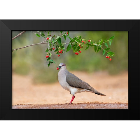 White-tipped Dove-Leptotila verreauxi-feeding on Manzanita fruits Black Modern Wood Framed Art Print by Ditto, Larry