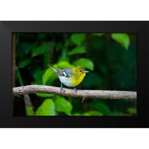 Yellow-throated Vireo-Vireo flavifrons-perched Black Modern Wood Framed Art Print by Ditto, Larry
