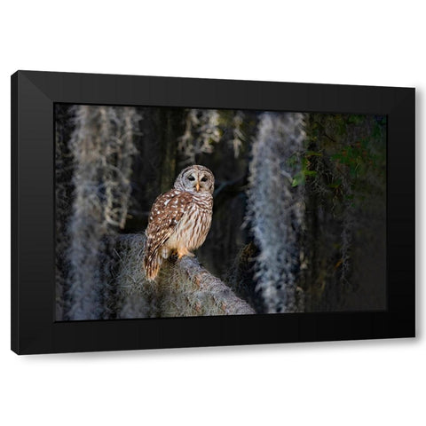 Barred owl perched in bald cypress forest with Spanish moss Black Modern Wood Framed Art Print by Ditto, Larry