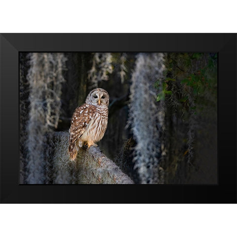 Barred owl perched in bald cypress forest with Spanish moss Black Modern Wood Framed Art Print by Ditto, Larry