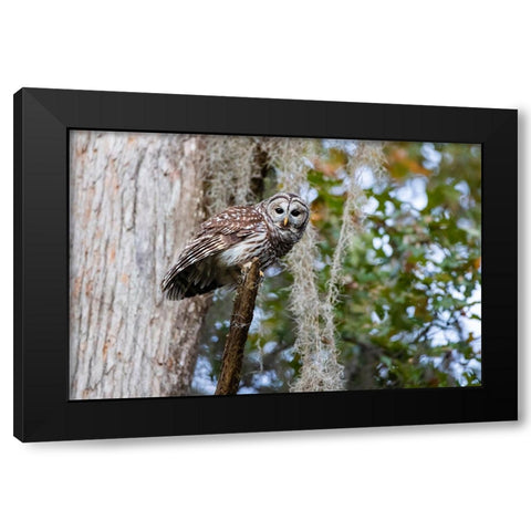 Barred owl perched in bald cypress forest with Spanish moss Black Modern Wood Framed Art Print by Ditto, Larry