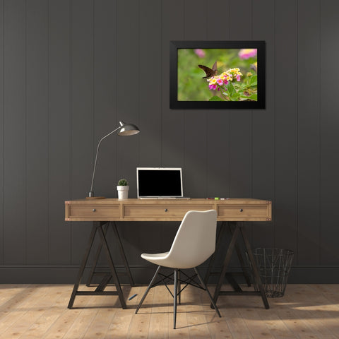 Brown longtail nectaring at lantana blooms Black Modern Wood Framed Art Print by Ditto, Larry