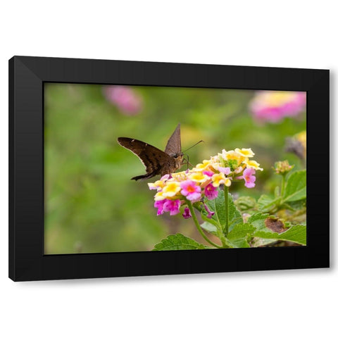 Brown longtail nectaring at lantana blooms Black Modern Wood Framed Art Print by Ditto, Larry