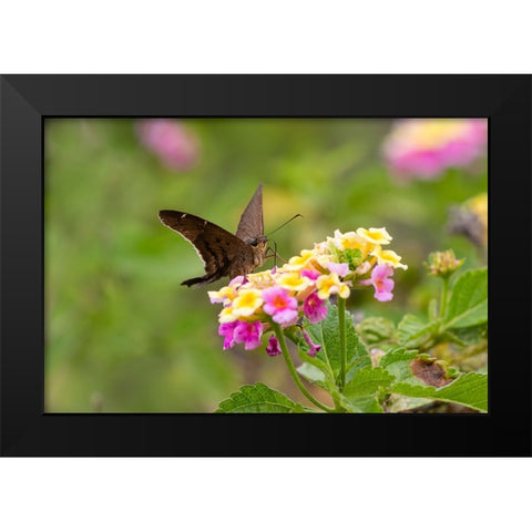 Brown longtail nectaring at lantana blooms Black Modern Wood Framed Art Print by Ditto, Larry