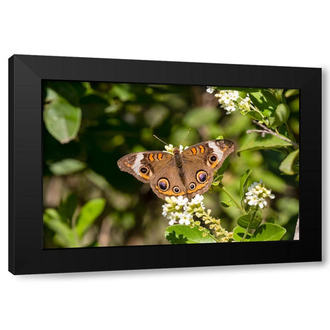 Common buckeye butterfly nectaring Black Modern Wood Framed Art Print with Double Matting by Ditto, Larry
