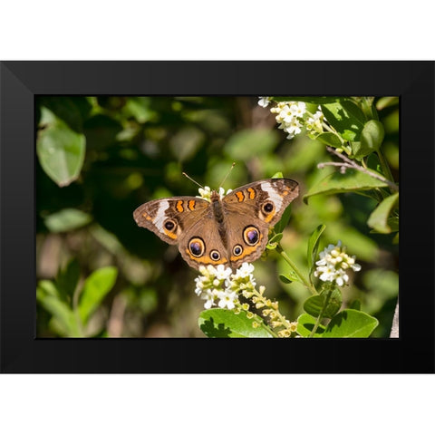 Common buckeye butterfly nectaring Black Modern Wood Framed Art Print by Ditto, Larry