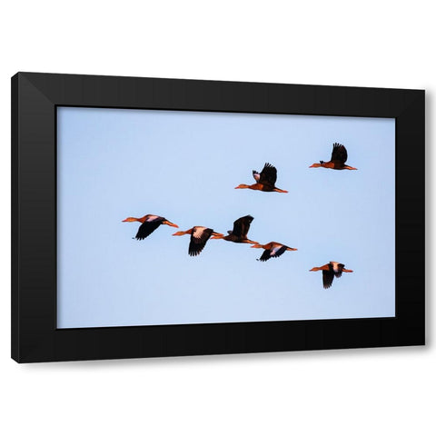 Black-bellied whistling duck in flight Black Modern Wood Framed Art Print by Ditto, Larry