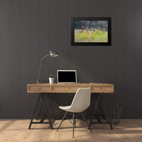 Black-bellied whistling duck in flight Black Modern Wood Framed Art Print by Ditto, Larry