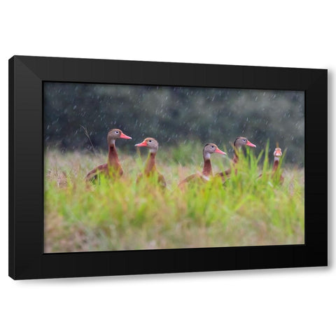 Black-bellied whistling duck in flight Black Modern Wood Framed Art Print by Ditto, Larry