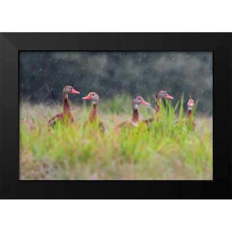 Black-bellied whistling duck in flight Black Modern Wood Framed Art Print by Ditto, Larry