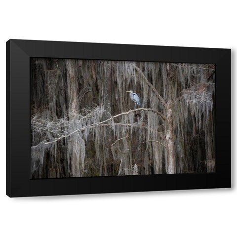 Great blue heron in bald cypress forest Black Modern Wood Framed Art Print with Double Matting by Ditto, Larry