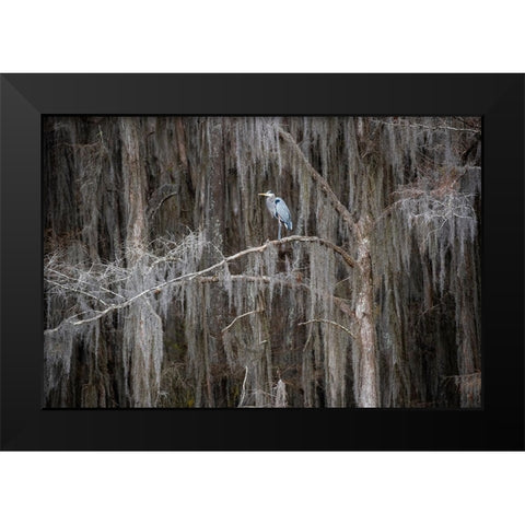 Great blue heron in bald cypress forest Black Modern Wood Framed Art Print by Ditto, Larry