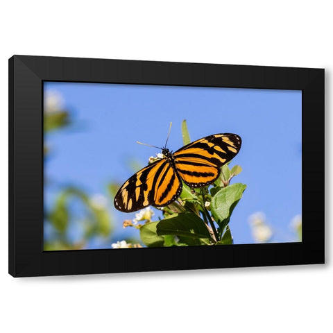 Isabellas Heliconian nectaring Black Modern Wood Framed Art Print by Ditto, Larry