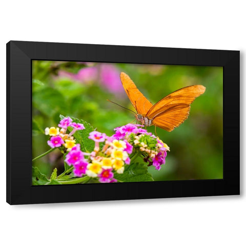 Julia Heliconian nectaring at lantana flowers Black Modern Wood Framed Art Print with Double Matting by Ditto, Larry
