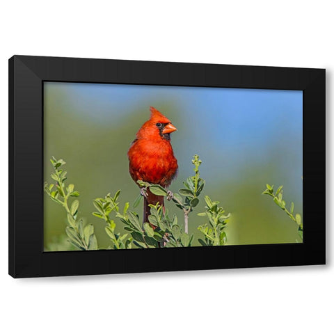 Northern cardinal- male perched in Texas Persimmon bush- southwest Texas. Black Modern Wood Framed Art Print with Double Matting by Ditto, Larry