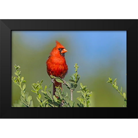 Northern cardinal- male perched in Texas Persimmon bush- southwest Texas. Black Modern Wood Framed Art Print by Ditto, Larry