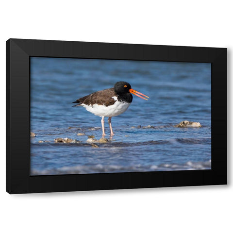 American oystercatcher on oyster reef Black Modern Wood Framed Art Print by Ditto, Larry