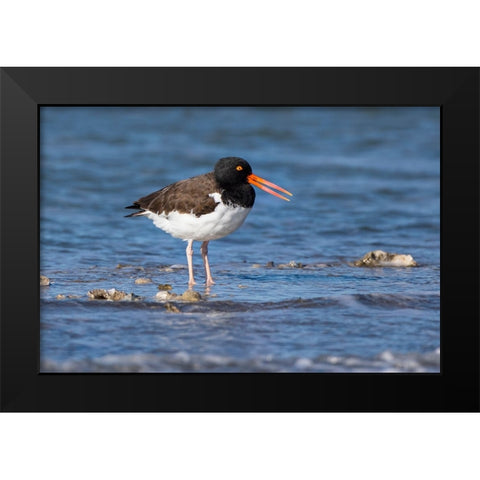 American oystercatcher on oyster reef Black Modern Wood Framed Art Print by Ditto, Larry