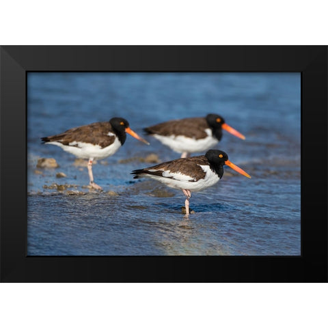 American oystercatcher on oyster reef Black Modern Wood Framed Art Print by Ditto, Larry