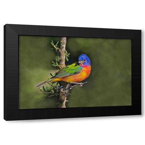 Painted bunting foraging in brush country near the Rio Grande- Texas. Black Modern Wood Framed Art Print by Ditto, Larry