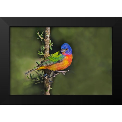 Painted bunting foraging in brush country near the Rio Grande- Texas. Black Modern Wood Framed Art Print by Ditto, Larry