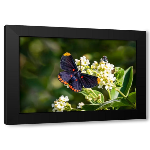 Red-bordered pixie butterfly - National Butterfly Center- Mission- Texas. Black Modern Wood Framed Art Print with Double Matting by Ditto, Larry