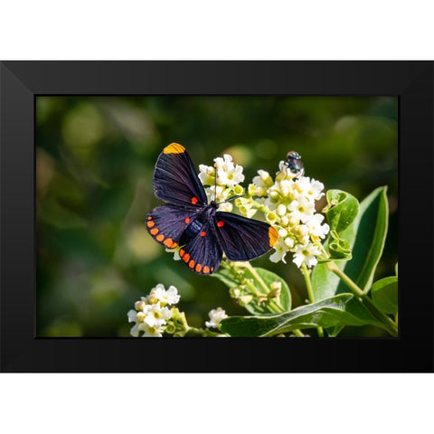 Red-bordered pixie butterfly - National Butterfly Center- Mission- Texas. Black Modern Wood Framed Art Print by Ditto, Larry