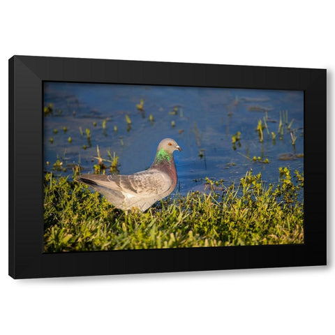 Rock dove drinking Black Modern Wood Framed Art Print by Ditto, Larry