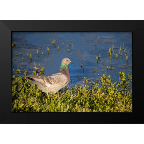 Rock dove drinking Black Modern Wood Framed Art Print by Ditto, Larry