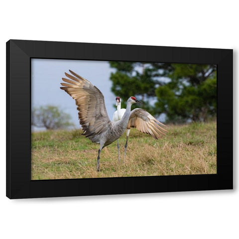 Whooping crane chasing Sandhill crane- Texas coast Black Modern Wood Framed Art Print by Ditto, Larry