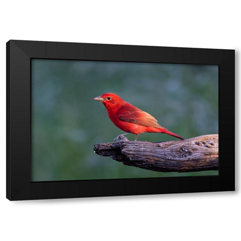 Summer tanager male drawn to dripping water Black Modern Wood Framed Art Print by Ditto, Larry