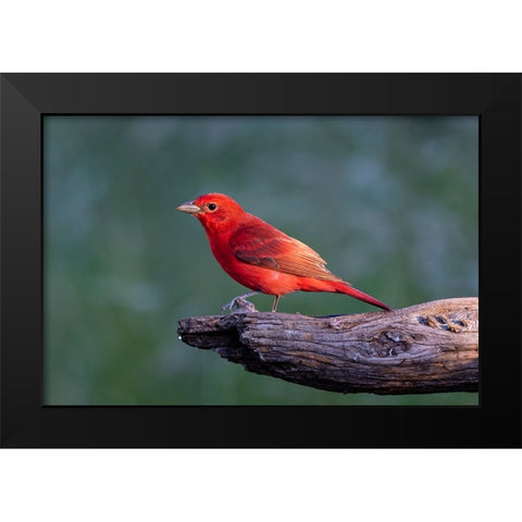 Summer tanager male drawn to dripping water Black Modern Wood Framed Art Print by Ditto, Larry
