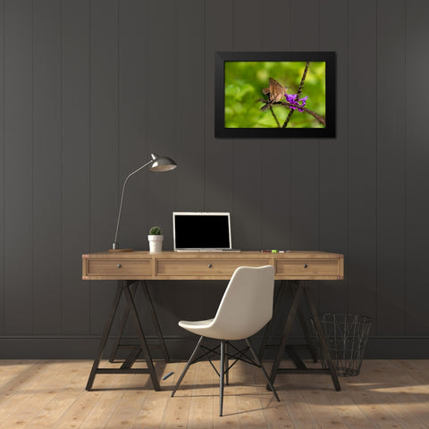 Teleus longtail butterfly nectaring in flower garden Black Modern Wood Framed Art Print by Ditto, Larry